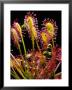 Sundew by David M. Dennis Limited Edition Pricing Art Print