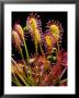 Sundew by David M. Dennis Limited Edition Print