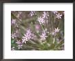 Allium Schubertii, Pink Flower Heads by Carole Drake Limited Edition Print