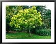 Catalpa Bignonioides Aurea & Ulmus by Brian Carter Limited Edition Print