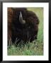 Profile Of An American Bison by Annie Griffiths Belt Limited Edition Print