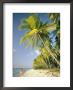 Couple Strolls Down The Beach Beneath Swaying Palm Trees, Maracas Bay, Trinidad And Tobago by Richard Nowitz Limited Edition Print