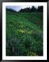 Hiking In The Coastal Hills Near Homer, Alaska by Bill Hatcher Limited Edition Pricing Art Print