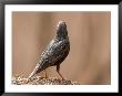 A European Starling (Sturnus Vulgaris Linnaeus) On A Spring Day by Joel Sartore Limited Edition Pricing Art Print