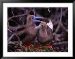 Nesting Pair Of Red-Footed Boobies (Sula Sula) In Mangroves On Lighthouse Reef, Belize by Ralph Lee Hopkins Limited Edition Print