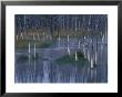 Trees Reflected In Pond Along Firehole Lake Drive, Yellowstone National Park, Wyoming, Usa by Jamie & Judy Wild Limited Edition Print