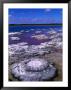 Stromatolites (Cervantes), Australia by Christopher Groenhout Limited Edition Pricing Art Print