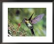 Fiery-Throated Hummingbird, Feeding At Fuchsia Microphylla, Volcan Poas National Park, Costa Rica by Michael Fogden Limited Edition Print