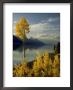 Evening Light On Aspen Trees Along The Shore Of Jackson Lake, Wyoming by Willard Clay Limited Edition Print