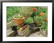 Herbs Growing In A Group Of Containers, Parsley, Mint, Lettuce, Thyme, Sea Thrift Beeches Cottage by Sunniva Harte Limited Edition Print