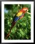 Scarlet Macaw, Near Tikal, Guatemala by Brian Kenney Limited Edition Print