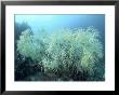 Gorgonian, Komodo, Indonesia by Mark Webster Limited Edition Print
