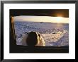 A Polar Bear Peers In The Window Of A Tundra Buggy by Paul Nicklen Limited Edition Print