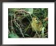 An Attwaters Prairie Chicken And Her Chick by Joel Sartore Limited Edition Print