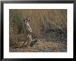 Using Its Tail, An Adult Meerkat (Suricata Suricatta) Stands Alert by Mattias Klum Limited Edition Print