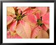 Christmas Royal Poinsettia by Maresa Pryor Limited Edition Pricing Art Print