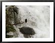 An American Bald Eagle Perched In A Tree Near A Rushing Waterfall by Ralph Lee Hopkins Limited Edition Print