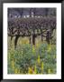 Yellow Lupines At A Winery, South Africa by Stuart Westmoreland Limited Edition Print