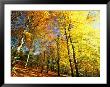 Trees Covered In Yellow Autumn Leaves, Jasmund National Park, Island Of Ruegen, Germany by Christian Ziegler Limited Edition Print