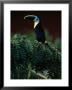 Channel Bill Toucan (Ramphastos Vitellinus) In Profile, Colombia by Alfredo Maiquez Limited Edition Print