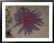 Spiny Sun Star In Tidepool, Shi Shi Beach, Olympic National Park, Washington, Usa by Jamie & Judy Wild Limited Edition Print