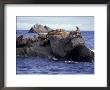 Stellar Sea Lions On Rocks, Kenai Fjords National Park, Alaska, Usa by Paul Souders Limited Edition Print