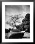 110 Year Old Bonsai Maple Tree On Estate Of Collector Keibun Tanaka In Suburb Of Tokyo by Alfred Eisenstaedt Limited Edition Print