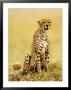 Cheetah, With Cubs, Tanzania by Ariadne Van Zandbergen Limited Edition Print