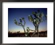 Joshua Tree, California, Usa by Olaf Broders Limited Edition Print