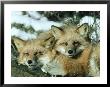 Red Fox, Vulpes Vulpes Fulva Pair Montana by Alan And Sandy Carey Limited Edition Print
