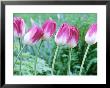 Tulipa X Brenda, Pink Spring Flowers by Michael Davis Limited Edition Pricing Art Print