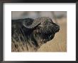A Cape Buffalo On The Savanna by Roy Toft Limited Edition Print