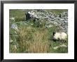 Sheep In Ancient Village On Achill Island, Ireland by William Sutton Limited Edition Print