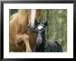 Wild Horse With A Newborn Foal by Sisse Brimberg Limited Edition Pricing Art Print