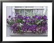 Window Box With Pelargoniums Argyranthemum, Lobelia by Lynne Brotchie Limited Edition Pricing Art Print