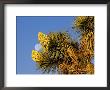 Blooming Joshua Tree With Moonset, Joshua Tree National Park, California, Usa by Chuck Haney Limited Edition Print