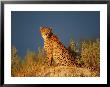 A Cheetah Surveys Its Territory From A High Lookout by Beverly Joubert Limited Edition Print