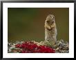 An Arctic Ground Squirrel (Spemophilus Parryii) On A Bed Of Kinickinik Vegetation by Paul Nicklen Limited Edition Pricing Art Print