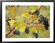 Sakonnet Vineyards, Little Compton, Ri by Kindra Clineff Limited Edition Print