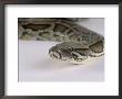 Burmese Python, Python Molurus Bivittatus by Les Stocker Limited Edition Print