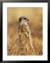Meerkat (Suricate), Suricata Suricatta, Addo National Park, South Africa, Africa by Ann & Steve Toon Limited Edition Print