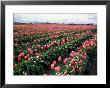 Tulip Field, Skagit Valley, Washington, Usa by William Sutton Limited Edition Print