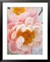 Delicate Blossom Iii by Nicole Katano Limited Edition Print