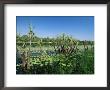 Lily Pads And Small Palms In Annaburroo Billabong At Mary River Crossing Between Darwin And Kakadu by Robert Francis Limited Edition Print