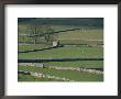 Stone Walls, Malham And Wharfedale, Yorkshire, England, United Kingdom by Adam Woolfitt Limited Edition Pricing Art Print