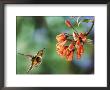 Volcano Hummingbird, Female At A Climbing Lily, Forest Edge, Costa Rica by Michael Fogden Limited Edition Print