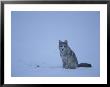 A Coyote, Canis Latrans, Sitting In Snow by Tom Murphy Limited Edition Print