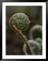 A Close View Of A Fiddlehead Fern Frond by George F. Mobley Limited Edition Print