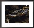 A Close View Of A Crab by Bill Curtsinger Limited Edition Print
