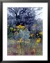 Wildflowers And Sage, Eastern Washington, Usa by William Sutton Limited Edition Print